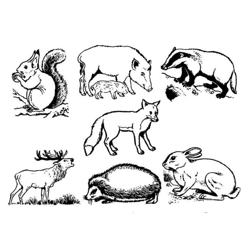 gro-e-stempel-waldtiere-als-verlag