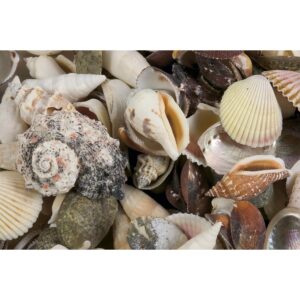 Muscheln, 1 kg     - Bild 00
