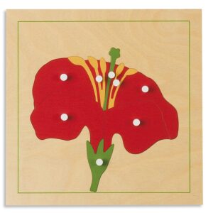 Botanik-Puzzle Blüte     - Bild 00