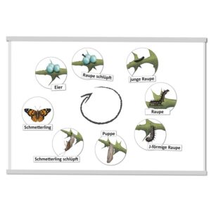 Lebenszyklus Schmetterling, magnetisch   - Bild 00