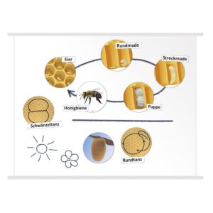 Lebenszyklus Honigbiene, magnetisch   - Bild 00