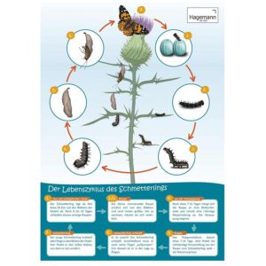 Lebenszyklus-Poster *Schmetterling     - Bild 00