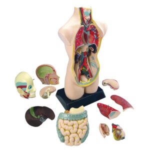 Torso, 11-tlg.     - Bild 00